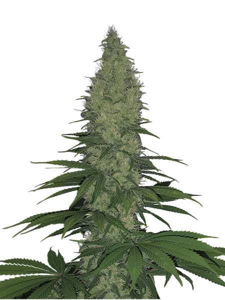 Unsere Cannabissamen - Serious Seeds Unsere Cannabissamen - Serious Seeds